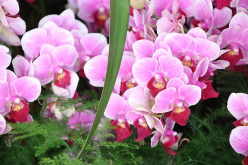 元旦祝福 自帶喜氣的綠植花卉，伴您走進2019