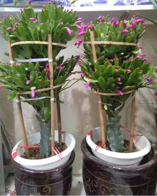吉祥綠植添喜氣，如意花卉送實惠——綠蘿盆景與托盤組合大讓利